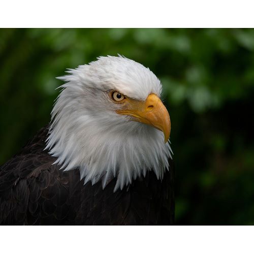 Sederquist, Betty 아티스트의 Usa-Alaska Alaska Raptor Center-this bald eagle poses for the camera작품입니다.